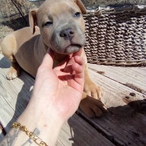 Meet your Posher, Dillon